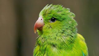 להירגע עם ציפורים | המקום הפראי | BBC Earth