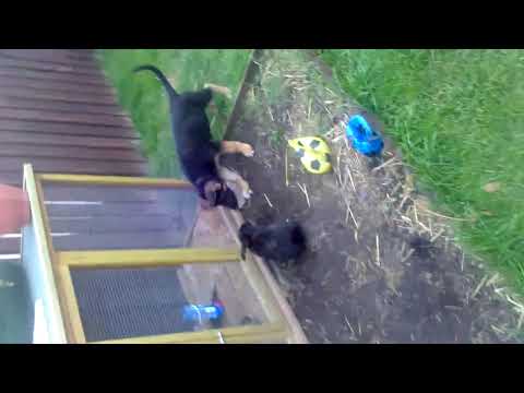 Rabbit and dog fun fighting