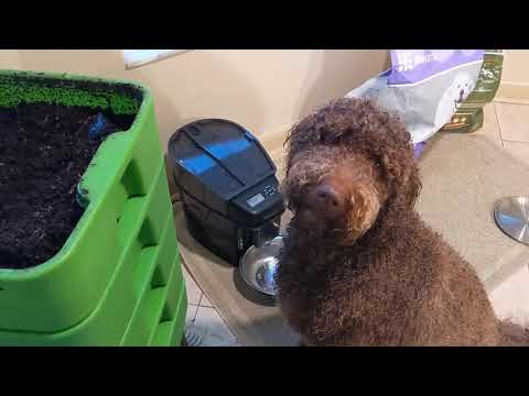 Hot Frog Living Composter Year 1 Day 42 - Big Watermelon Feeding - Vermicomposting