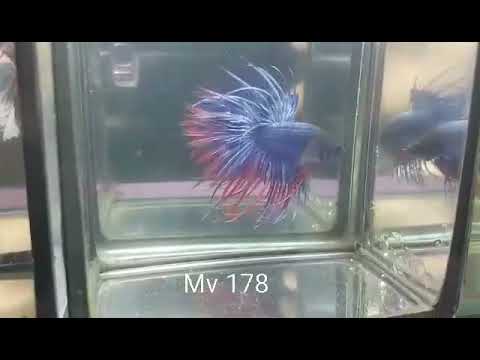 (MV-178) Blue Fancy Black Head Crown tail Male Betta