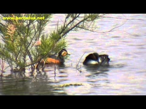 Zampullín cuellinegro ( Podiceps nigricollis ) B