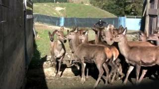 preview picture of video 'Deer Farming New Zealand'