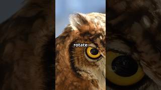 #owl #owls #owlsnesting #bird #birds #birdsofprey #animals #animalfacts