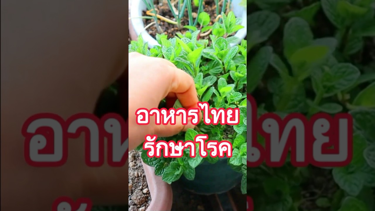 รักษาโรคคิดถึงบ้าน ด้วยอาหารไทยค่ะ