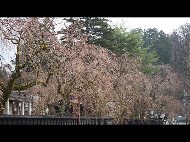 2025 [Kakunodate Cherry Blossoms] Blooming Status April 16th