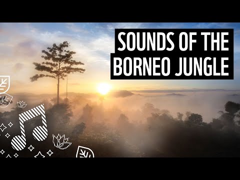 Rainforest Sounds from the Jungle of Borneo | Meditation Sounds | WWF