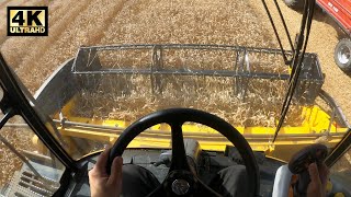 Ultra Rare Ted Meat Harvesting Video [ 4K 60fps ]