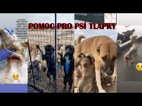 Přispěli jste na pomoc toulavým pejskům