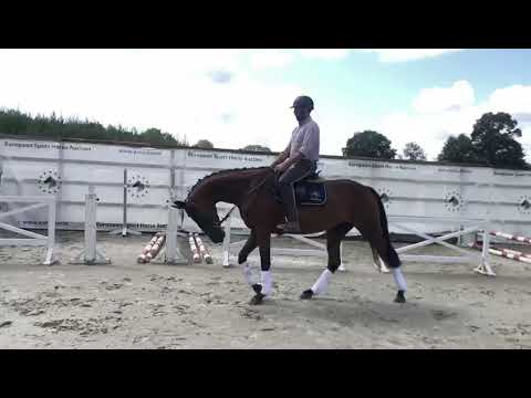 Dakotah: Don Index x Londonderry