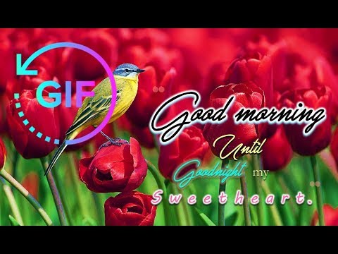 Good Morning Night Gif Wishes Video