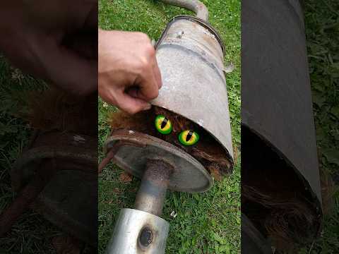 What's hidden inside an old broken car exhaust rear muffler?