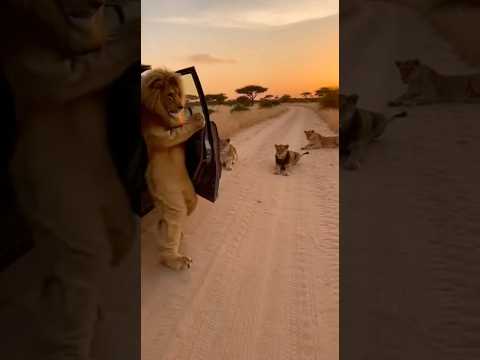 Will the Lions Accept Him? 🦁 A Lion Costume in the African Savanna #shorts