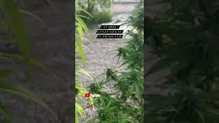 Download lagu Canabis / ganja thailand @mahongdentist464 mp3