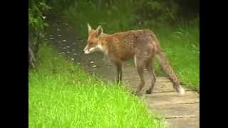 Baby Fox vs Crow.