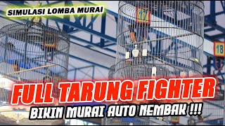 Download lagu FULL TARUNG FIGHTER Simulasi Lomba Murai Batu ‼️ mp3