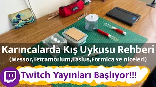 Karıncalarda Kış Uykusu Rehberi | Messor,Tetramorium,Lasius,Formica… | Twitch Ya