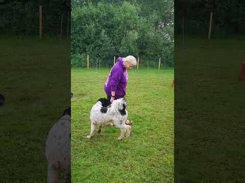 Ipswich Wagtail Walks and Training video.