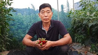탄저병 걸린 고추 포기하지 마세요. 탄저병 치료하는 방법