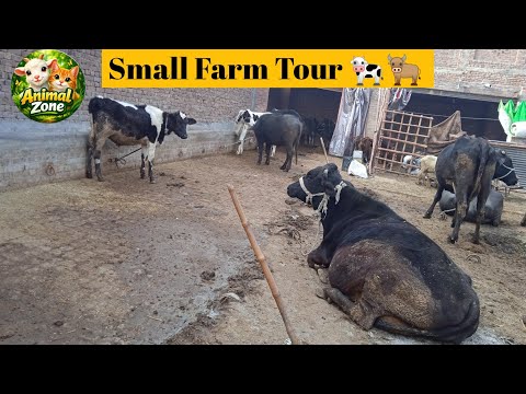 Happy Cows and Buffalo on a Small Farm 🐄🐂 | Chambo Junior#farmanimals #cows #buffalo #livestock