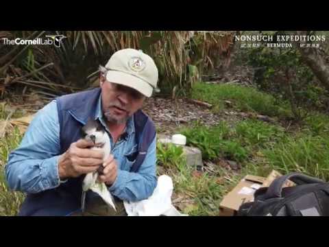 Cahow Attack January 2020