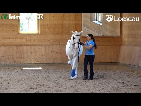 Anja Beran: Seitengänge an der Hand / Lateral work in-hand "Richtig Reiten Teil 2" von LOESDAU