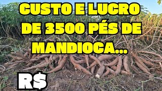 CUSTO E LUCRO DE 3500 PÉS DE MANDIOCA, MACAXEIRA, AIPIM...