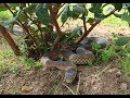 Melbourne's Top 4 Venomous Snakes - Australia's Deadly Snakes (Snake Bite Information)