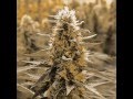 Legalize it- Peter Tosh (Lyrics) 