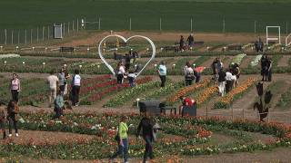 Nyílnak a somogyi tulipánok