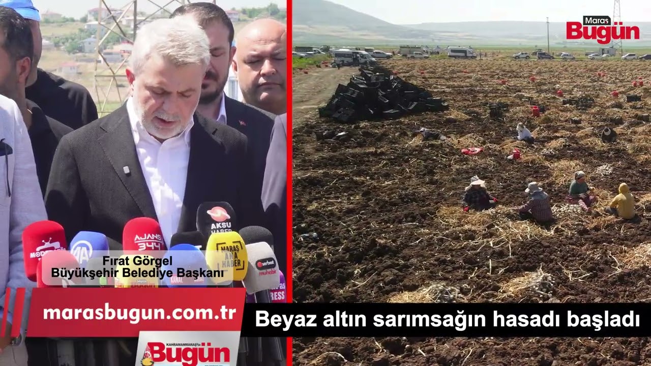 Kahramanmaraş’ta Beyaz Altın Sarımsağın Hasadı Başladı