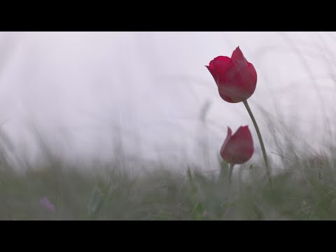 Valentine - Seafret