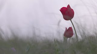 Valentine Music Video