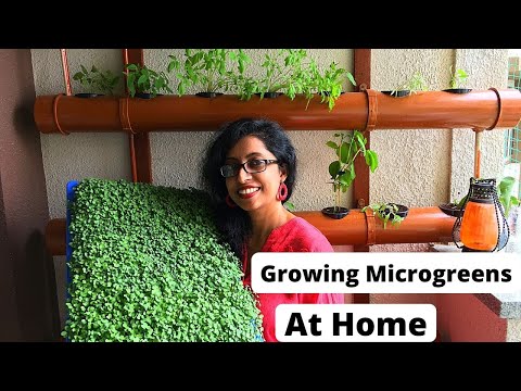 , title : 'Growing Microgreens at home | Super food | All season | Easy and utterly nutritious.'
