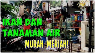 Mengunjungi Taman Anggrek Ragunan - Kios Ikan Hias, Tanaman Air, Aquascape