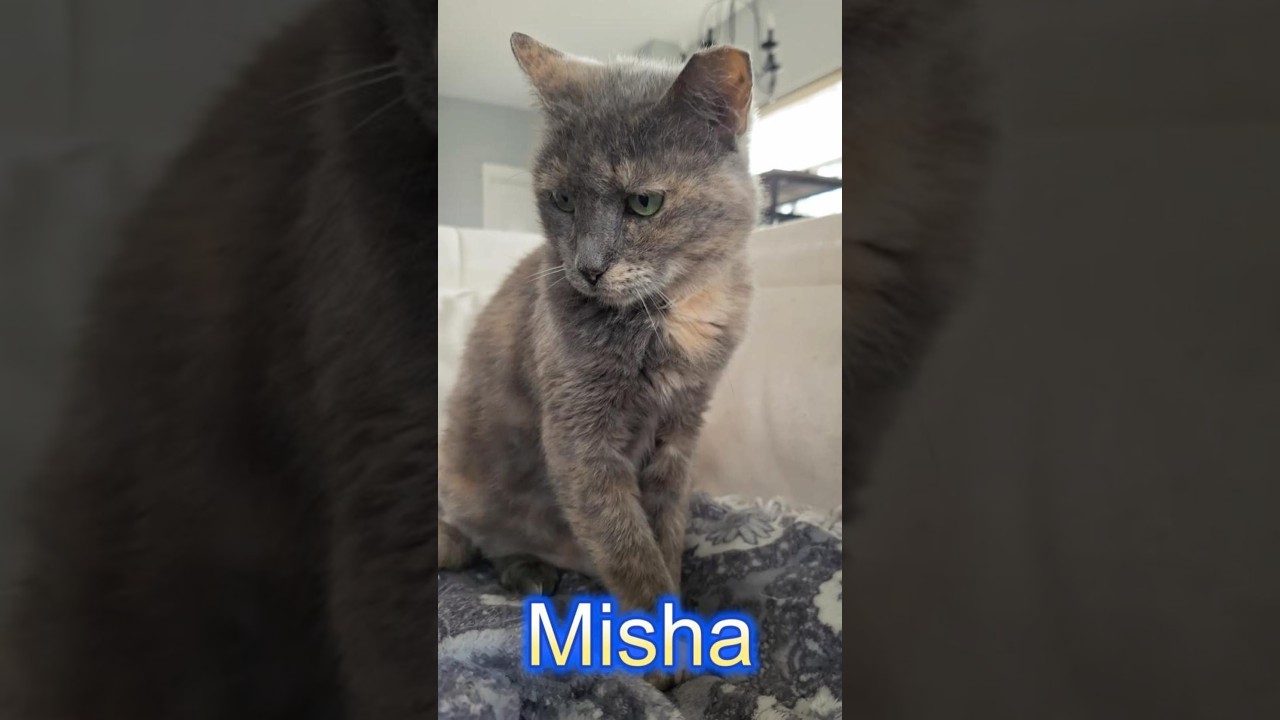 Misha, a Adoptable Domestic Short Hair in Kent, WA video 6/6