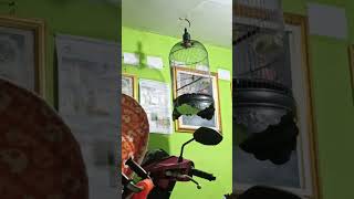 Download lagu Burung Sikatan Kepala Abu Abu #burungmasteran #sikatankepalaabuabu #kicauanburungsikatan mp3