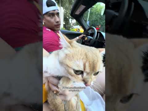 Suki tiene un Ferrari