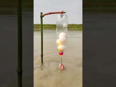 Amazing Chicken Liver plastic bottle fishing trap. Fish Fishing Video. #ytshorts #foryou #grow