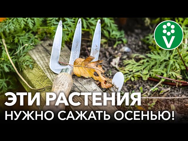 КАКИЕ ЦВЕТЫ ЛУЧШЕ ПОСАДИТЬ ПОД ЗИМУ? Золотые правила посадки и посева растений осенью