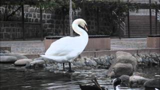 İzzet Altınmeşe ölem ölem - beydiğin başı