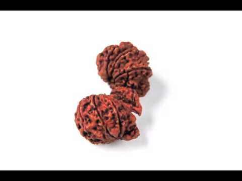 Trijuti Rudraksha from Nepal Buy Online