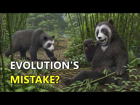 Panda Evolution Explained