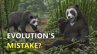 Panda Evolution Explained