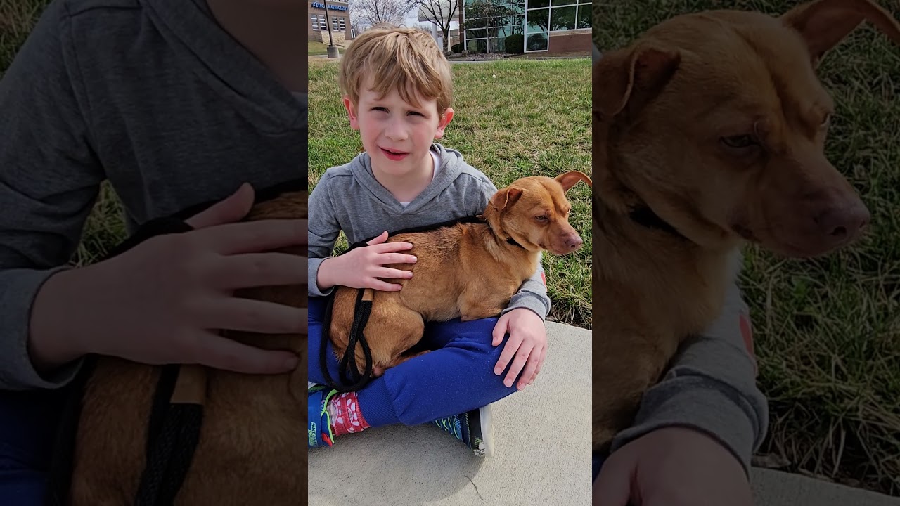 Enlarge Hudson, a Adoptable mixed breed in Kansas City, MO video 4/6
