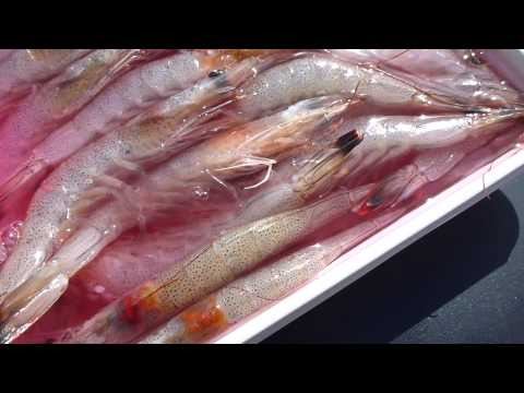 Аттрактант Marukyu 0508 Ebishaki, 400 гр