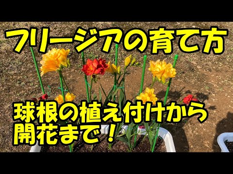 アジアユリの植え方は？メンテナンスと開花  庭園