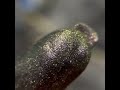 Shine cosmetics Smoky Duochrome Born to Shine Mica No. 121