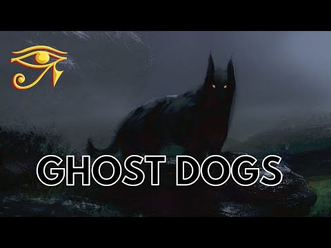 Ghost Dogs | Barghest, Black Shuck, & More!
