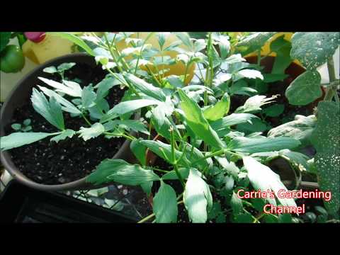 How To Grow Lovage Herb, How To Use Lovage Herb, How To Cook With Lovage