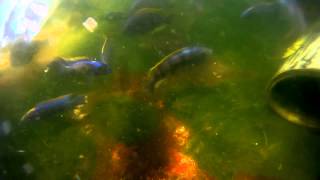 preview picture of video 'Otopharynx lithobates (Zimbawe Rock) & Petrotilapia sp. 'chitimba''
